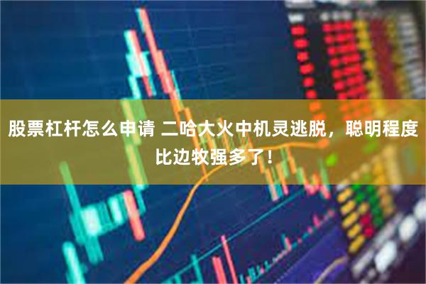 股票杠杆怎么申请 二哈大火中机灵逃脱，聪明程度比边牧强多了！